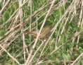 /album/my-local-birding-gallery/grasshopper-warbler-this-year-024-jpg/